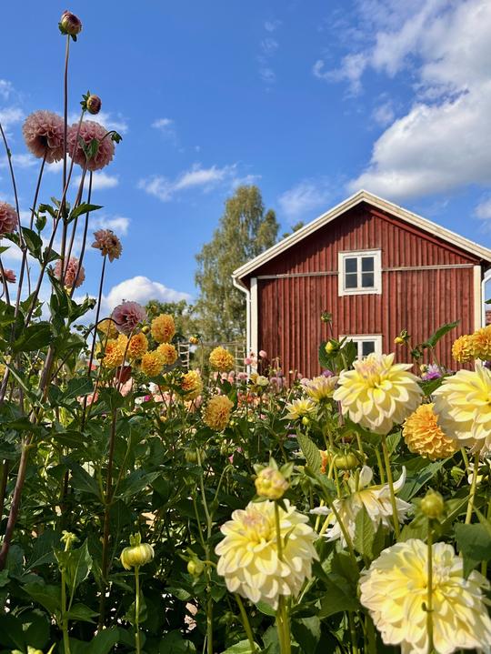 Självplock blommor