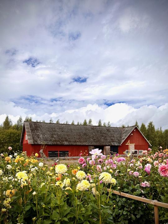 Blommorsjälvplock